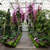 Photos: A subtle Orchid Show blooms at the New York Botanical Garden